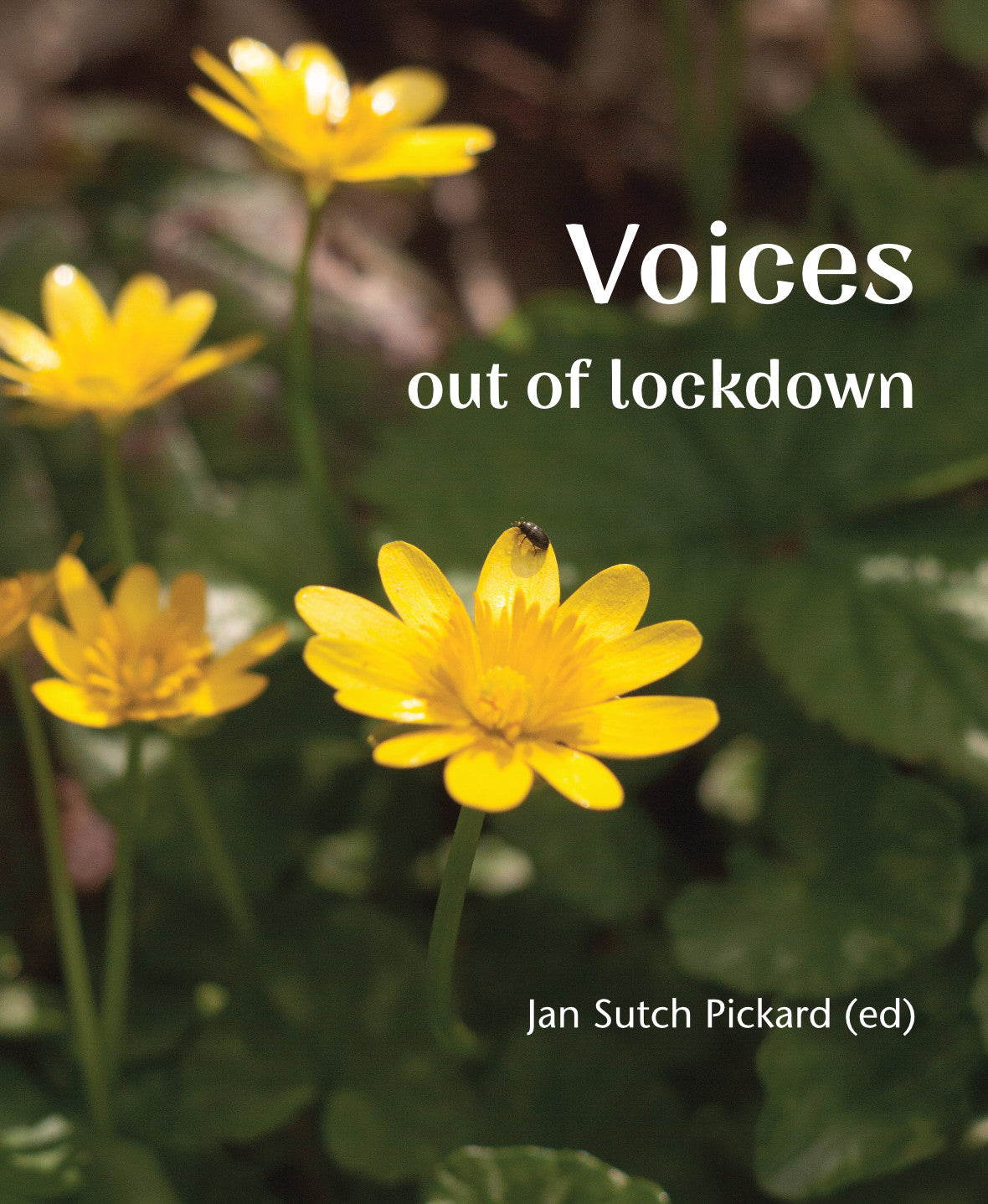 Image of Voices Out of Lockdown other