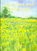 Image of Bare Feet and Buttercups other
